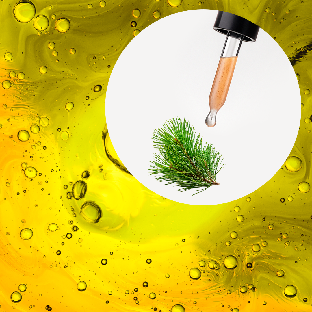 🧴 ACEITE ESENCIAL DE PINO SILVESTRE (PINUS SYLVESTRIS) | FORMULACIÓN LTSH - Image 2