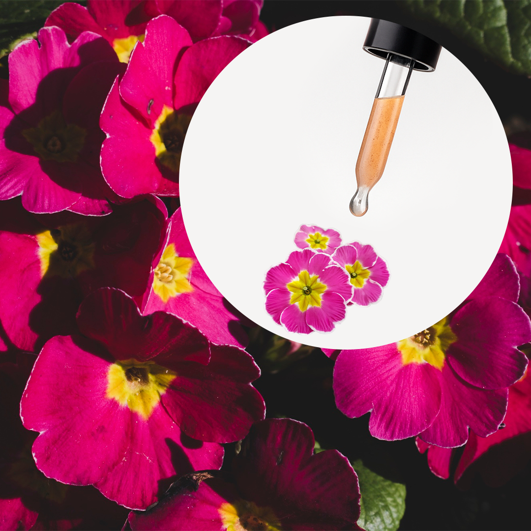 Aceite de Onagra Virgen Orgánica (Prímula de Rosa) - Image 2