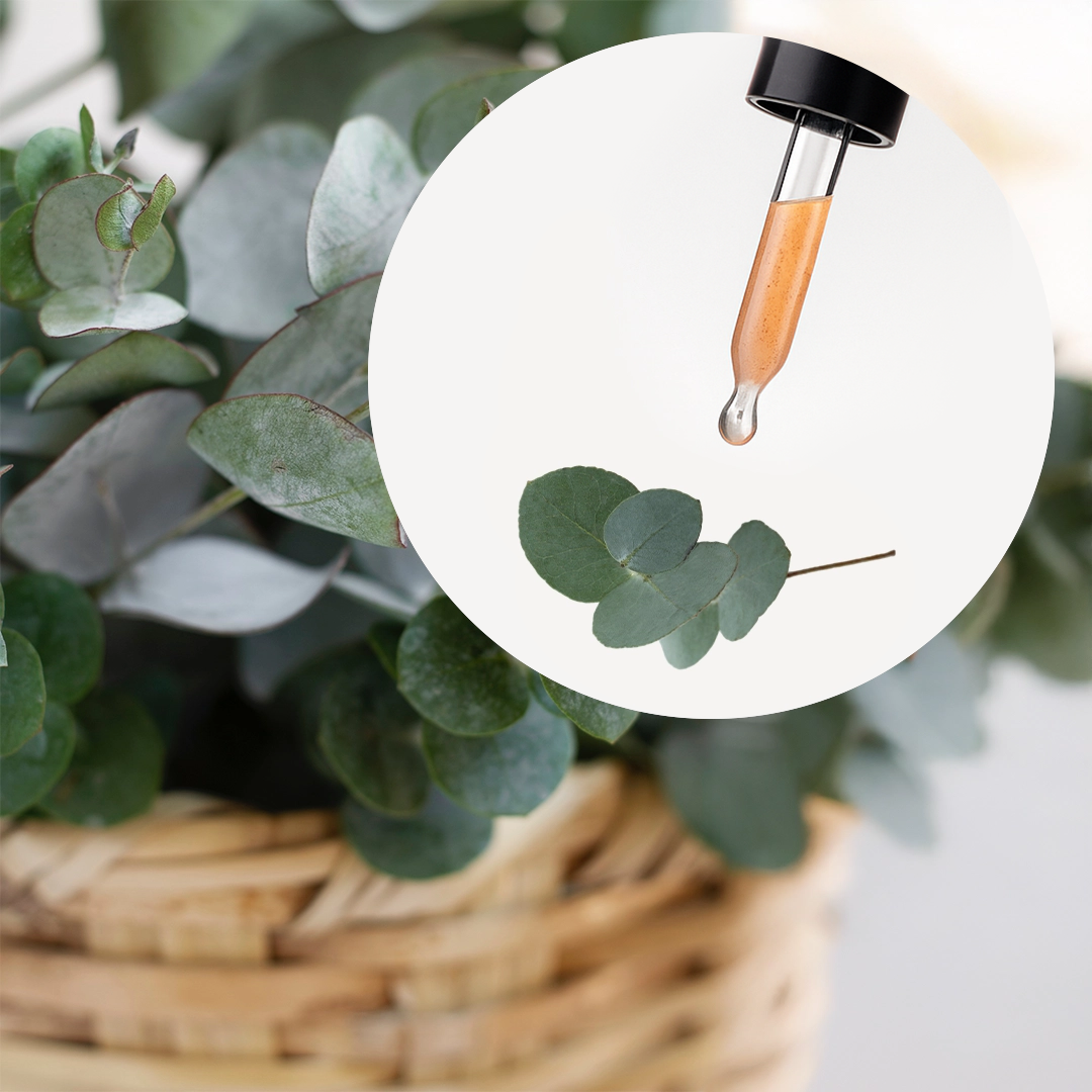 Fragancia Eucaliptus - Image 2